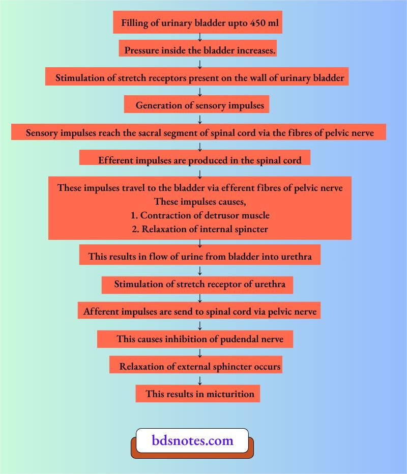 Micturition Reflex