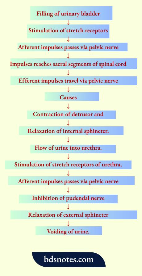 Micturition Reflex.