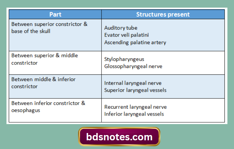 Middle Constrictor Muscle Relations