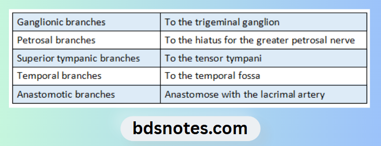 Middle Meningeal Artery Branches Diagram