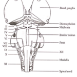 Miscellaneous attachment of cranial nerves to the ventral surface of brainstem