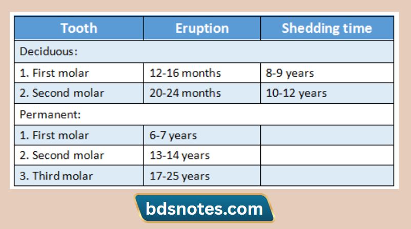 Molar Teeth Eruption Timeline