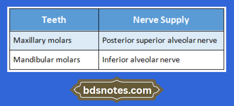 Molar Teeth Nerve Supply Diagram