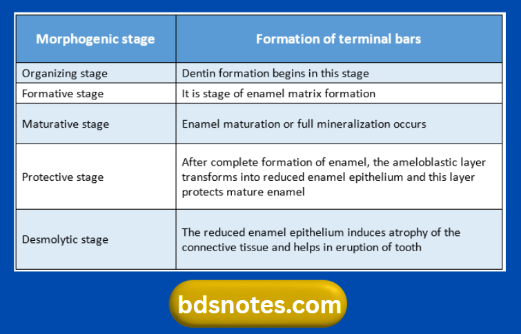 Morphogenic Stages Of Enamel Formation