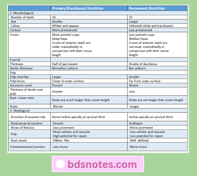 Morphological Histological Differences Dentition