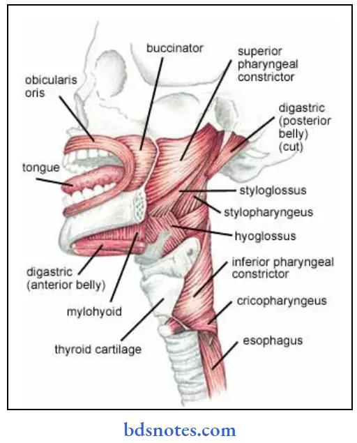 Mouth-And-Pharynx-origin-of-the-constrictors-of-the-pharynx