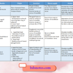 Muscle Attachments Nerve Supply Action
