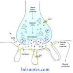 Muscle-Physiology-the-neuromuscular-junction-1