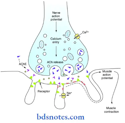 Muscle-Physiology-the-neuromuscular-junction-1