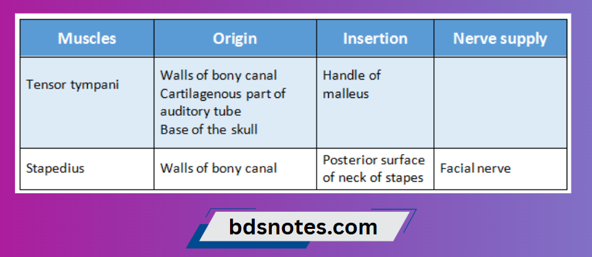 Muscles Of Tympanic Cavity