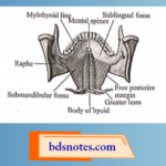 Mylohyoid Muscle