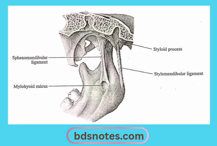 Mylohyoid Sulcus And Ligament Relations