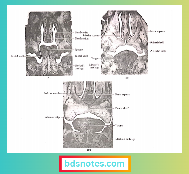 Nasal Cavity Palatal Formation
