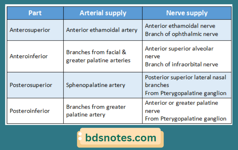 Nasal Cavity Vascular And Nerve Distribution