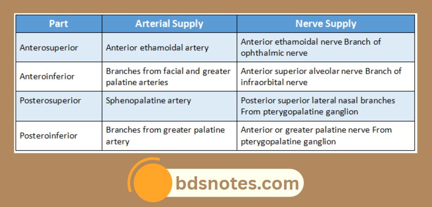 Nasal Cavity Wall Supply Diagram