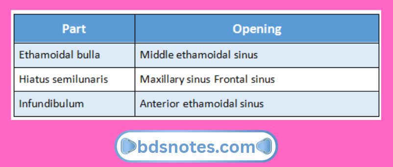 Nasal Middle Meatus Openings Details