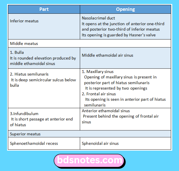 Nasal Passage Openings And Sinuses
