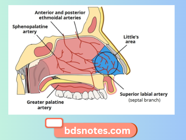 Nasal Septum Arterial Supply Diagram