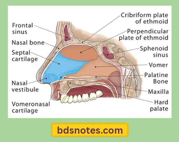 Nasal Septum Bones And Cartilage
