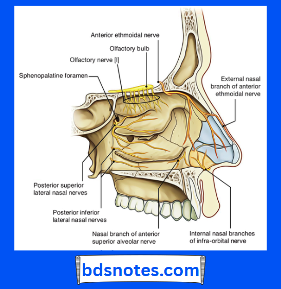 Nasal Septum Nerve Innervation Details