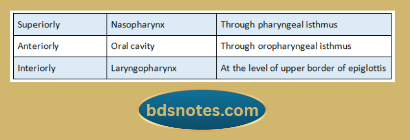 Nasopharynx-Oropharynx-Connection