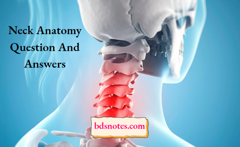 Neck Anatomy Question And Answers - BDS Notes