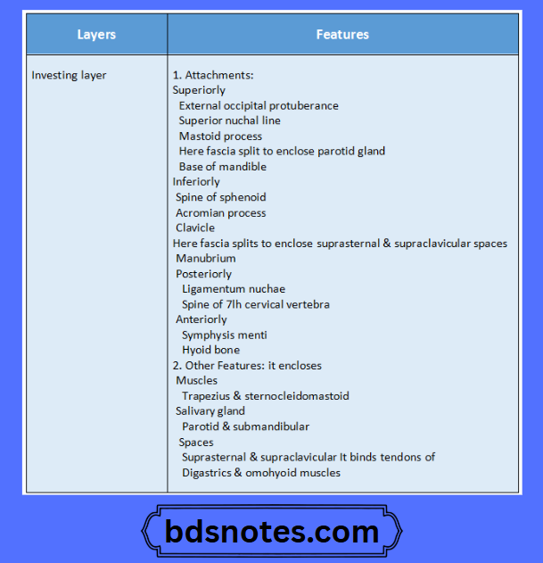 Neck Fascia Attachments Diagram