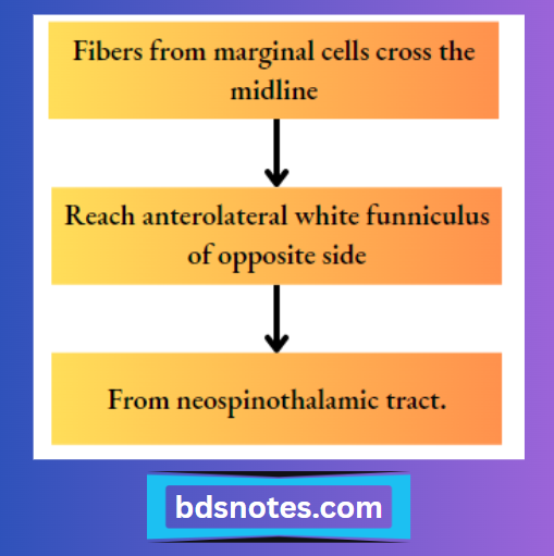 Neospinothalamic Tract Formation