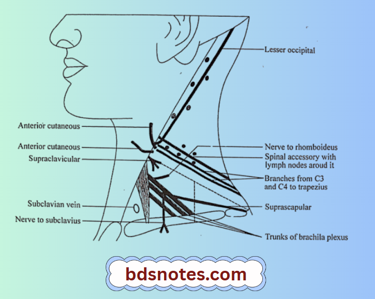 Nerve To Subclavius And Rhomboideus