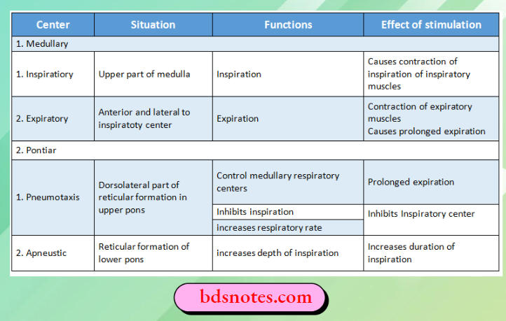 Nervous Regulation Of Respiration