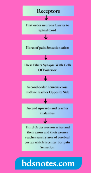 Neural Pain Pathway Stages