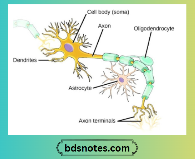 Neuron Structure Diagram