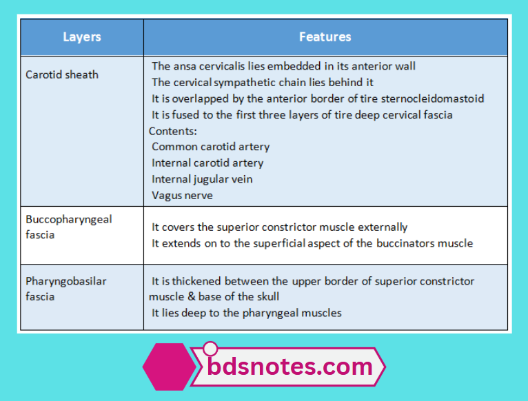 Neurovascular Contents Of Carotid Sheath