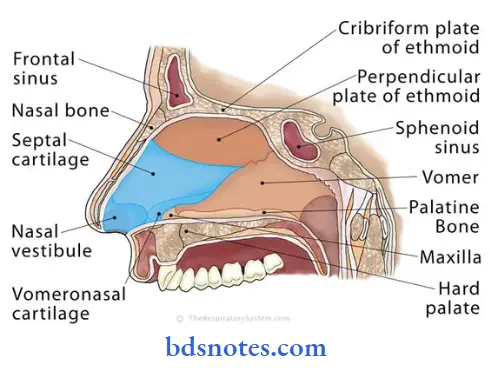 Nose-And-Paranasal-Sinuses-fformation-of-the-nasal-spetum