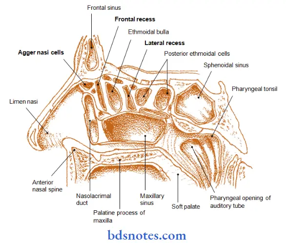 Nose And Paranasal Sinuses formation of the lateral wall of the nasal cavity