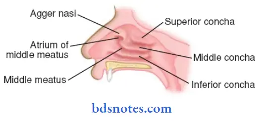Nose-And-Paranasal-Sinuses-location-of-paranasal-sinuses-in-the-lateral-wall-of-the-nose-1