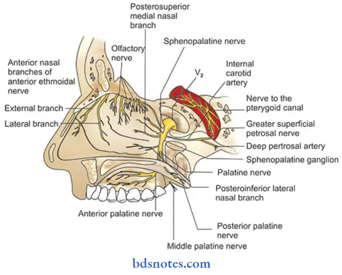 Nose-And-Paranasal-Sinuses-maxillary-nerve-with-pterygopalatine-gangli