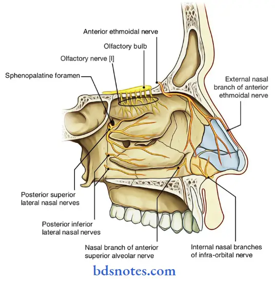 Nose And Paranasal Sinuses nerve supplu of nasal septum