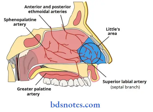 Nose-And-Paranasal-Sinuses-roof-of-the-nasal-cavity-and-arterial-supply-of-nasal-spetum