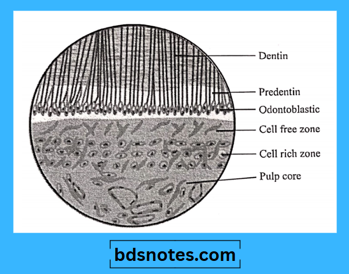 Odontoblast Cell Free Cell Rich Zones