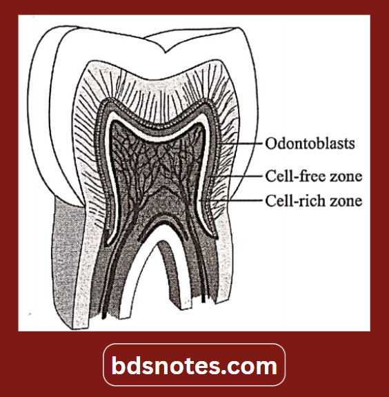 Odontoblast Layer Structure