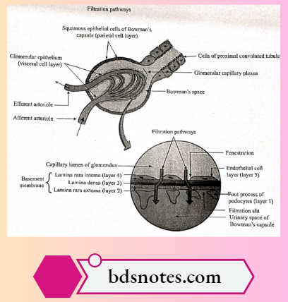 Organisation Of The Glomerulus