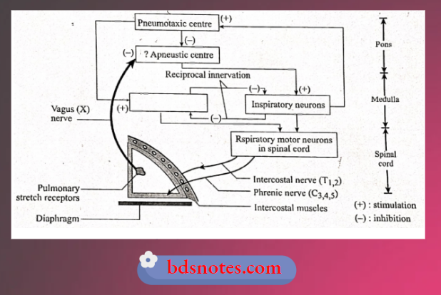 Organization Of The Respiratory Certres