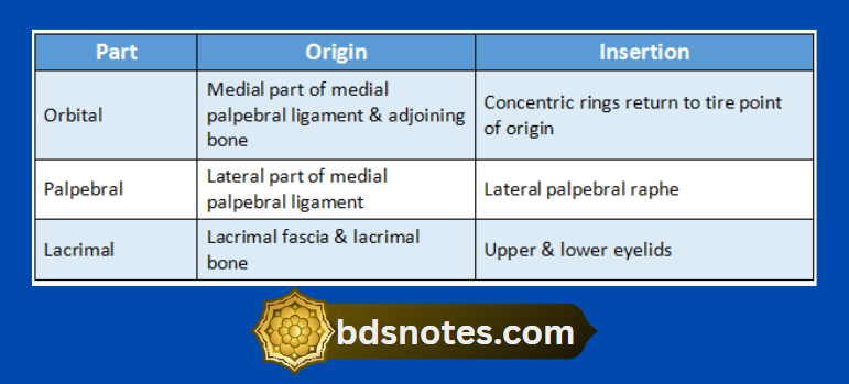 Origin And Insertion Of Orbicularis Oculi