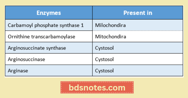 Ornithine Transcarbamoylase Mitochondrial