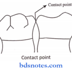 Orofacial Complex Form And Function contact point