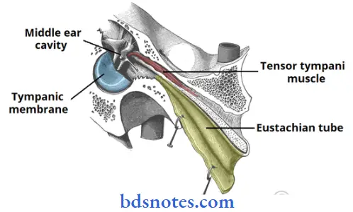 Osteology-audiotry-tube