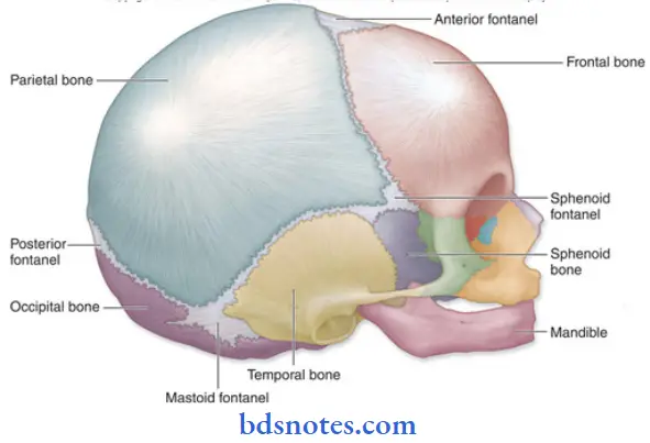 Osteology-fontanelles-of-skull