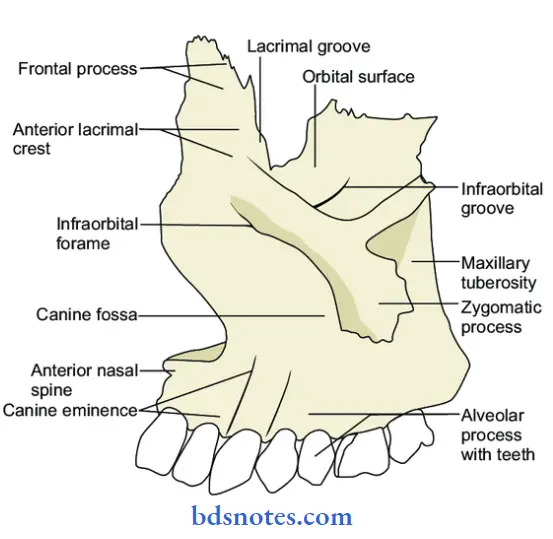 Osteology-lateral-aspect-of-maxilla-with-muscular-attachments