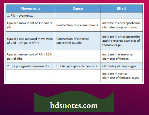 Outline The Mechanics Of Respiration